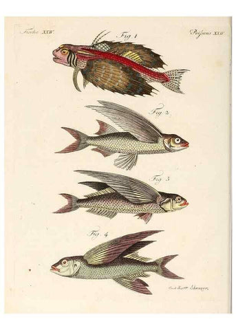 Reproducción/Reproduction 7002720601: Porte-feuille instructif et amusant pour la jeunesse :. Àvienne,Chez Antoine Pichler,1807.