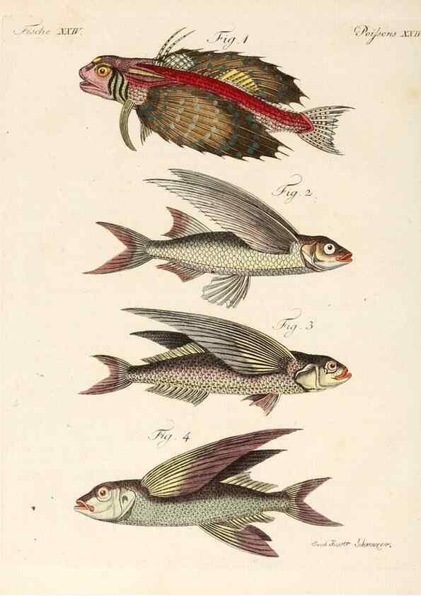 Reproducción/Reproduction 7002720601: Porte-feuille instructif et amusant pour la jeunesse :. Àvienne,Chez Antoine Pichler,1807.
