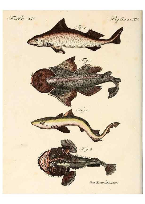 Reproducción/Reproduction 6856606206: Porte-feuille instructif et amusant pour la jeunesse :. Àvienne,Chez Antoine Pichler,1807.