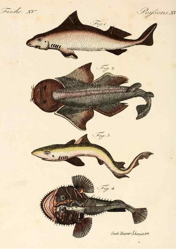 Reproducción/Reproduction 6856606206: Porte-feuille instructif et amusant pour la jeunesse :. Àvienne,Chez Antoine Pichler,1807.