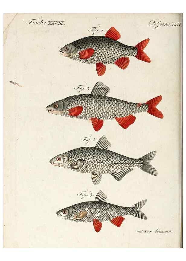 Reproducción/Reproduction 7002721571: Porte-feuille instructif et amusant pour la jeunesse :. Àvienne,Chez Antoine Pichler,1807.