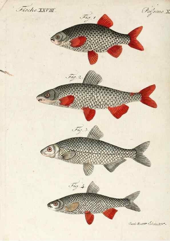 Reproducción/Reproduction 7002721571: Porte-feuille instructif et amusant pour la jeunesse :. Àvienne,Chez Antoine Pichler,1807.