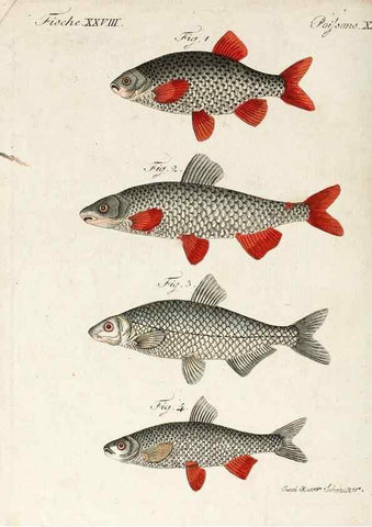 Reproducción/Reproduction 7002721571: Porte-feuille instructif et amusant pour la jeunesse :. Àvienne,Chez Antoine Pichler,1807.