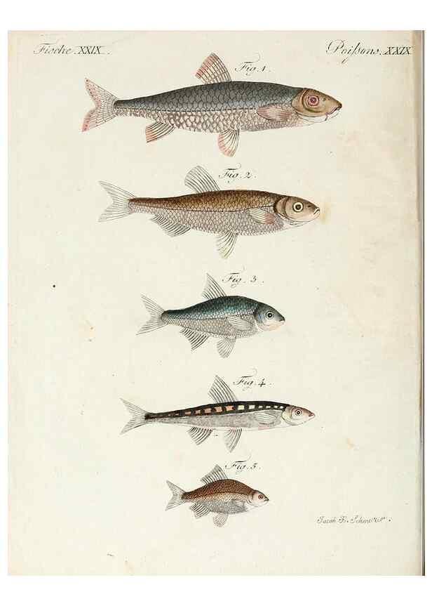 Reproducción/Reproduction 7002722015: Porte-feuille instructif et amusant pour la jeunesse :. Àvienne,Chez Antoine Pichler,1807.