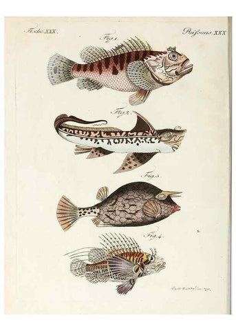Reproducción/Reproduction 6856607648: Porte-feuille instructif et amusant pour la jeunesse :. Àvienne,Chez Antoine Pichler,1807.