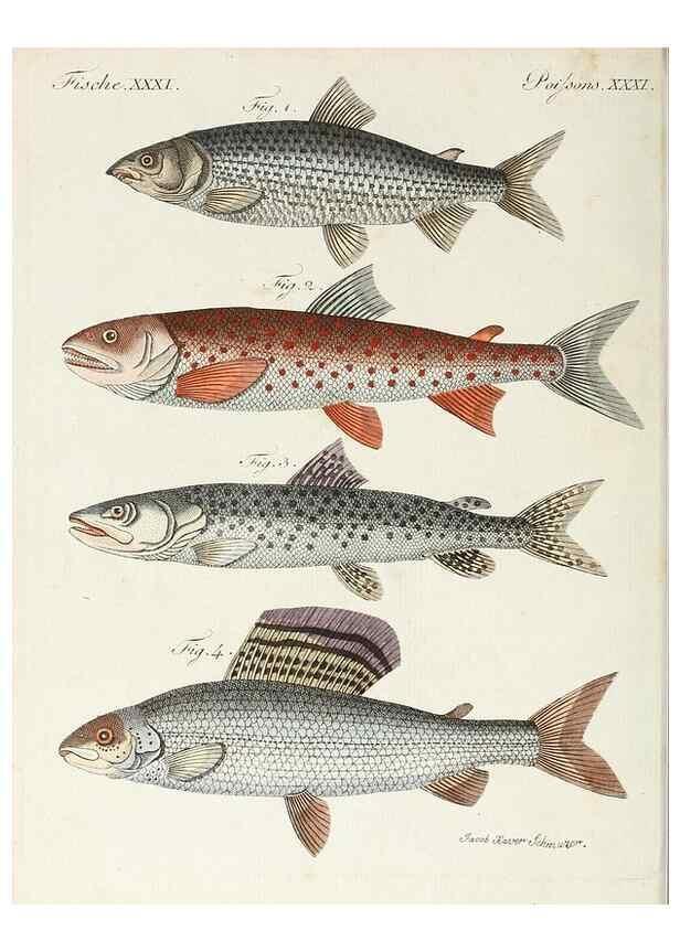 Reproducción/Reproduction 6856608092: Porte-feuille instructif et amusant pour la jeunesse :. Àvienne,Chez Antoine Pichler,1807.