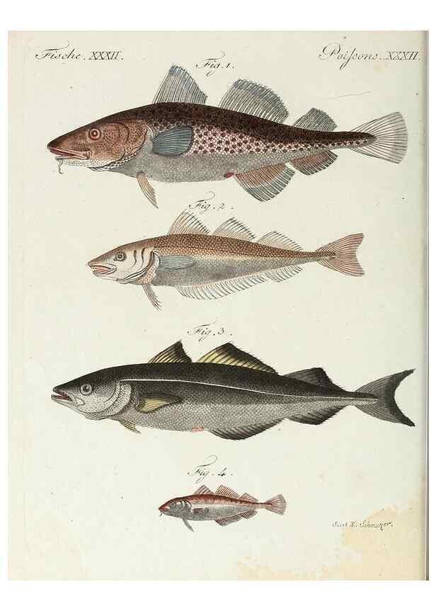Reproducción/Reproduction 6856608604: Porte-feuille instructif et amusant pour la jeunesse :. Àvienne,Chez Antoine Pichler,1807.