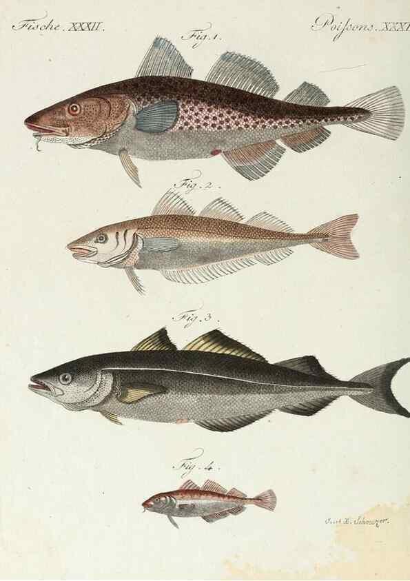 Reproducción/Reproduction 6856608604: Porte-feuille instructif et amusant pour la jeunesse :. Àvienne,Chez Antoine Pichler,1807.