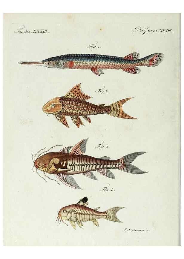 Reproducción/Reproduction 7002723687: Porte-feuille instructif et amusant pour la jeunesse :. Àvienne,Chez Antoine Pichler,1807.