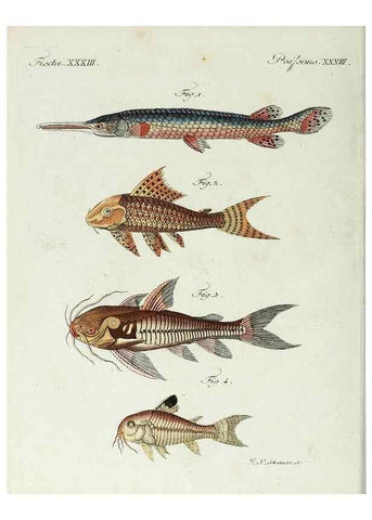 Reproducción/Reproduction 7002723687: Porte-feuille instructif et amusant pour la jeunesse :. Àvienne,Chez Antoine Pichler,1807.