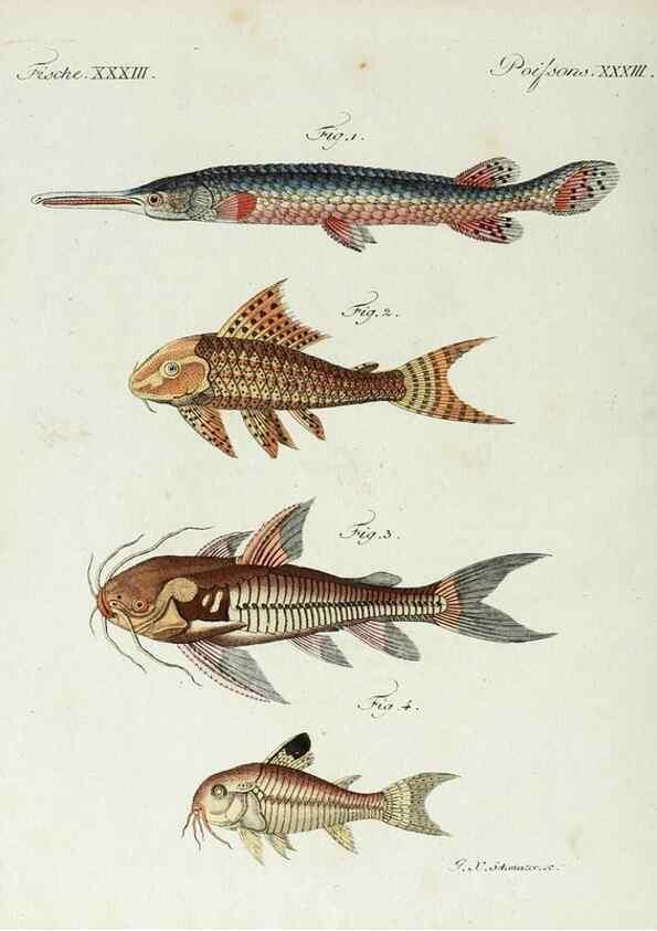 Reproducción/Reproduction 7002723687: Porte-feuille instructif et amusant pour la jeunesse :. Àvienne,Chez Antoine Pichler,1807.