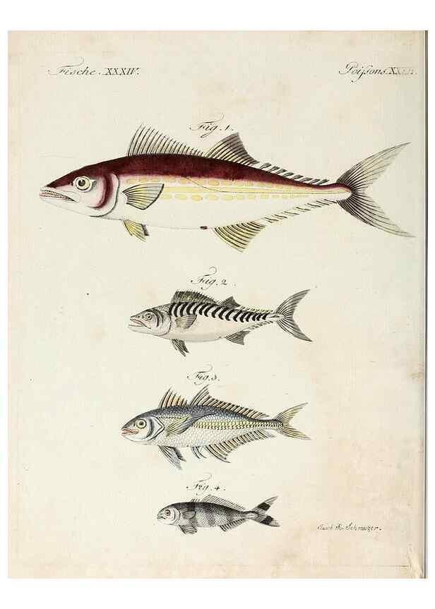 Reproducción/Reproduction 6856609562: Porte-feuille instructif et amusant pour la jeunesse :. Àvienne,Chez Antoine Pichler,1807.