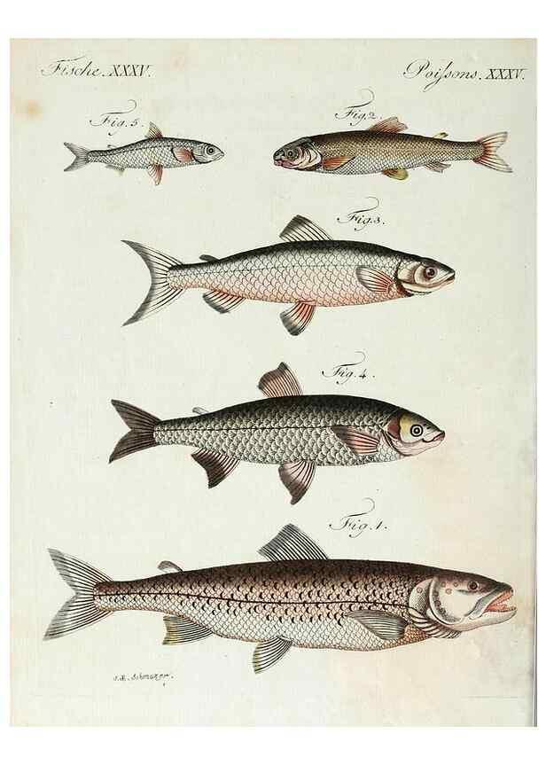 Reproducción/Reproduction 7002724523: Porte-feuille instructif et amusant pour la jeunesse :. Àvienne,Chez Antoine Pichler,1807.