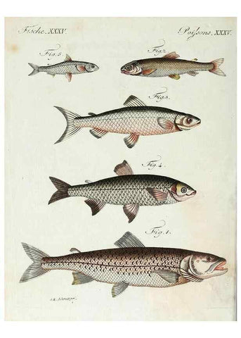 Reproducción/Reproduction 7002724523: Porte-feuille instructif et amusant pour la jeunesse :. Àvienne,Chez Antoine Pichler,1807.