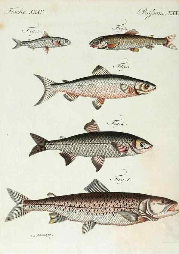 Reproducción/Reproduction 7002724523: Porte-feuille instructif et amusant pour la jeunesse :. Àvienne,Chez Antoine Pichler,1807.