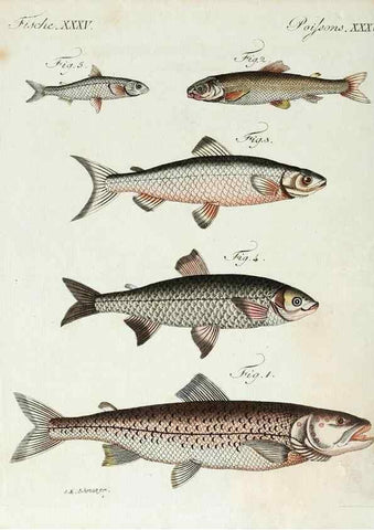 Reproducción/Reproduction 7002724523: Porte-feuille instructif et amusant pour la jeunesse :. Àvienne,Chez Antoine Pichler,1807.