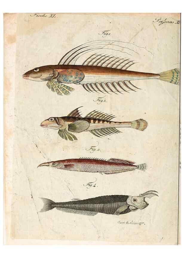 Reproducción/Reproduction 7002725143: Porte-feuille instructif et amusant pour la jeunesse :. Àvienne,Chez Antoine Pichler,1807.