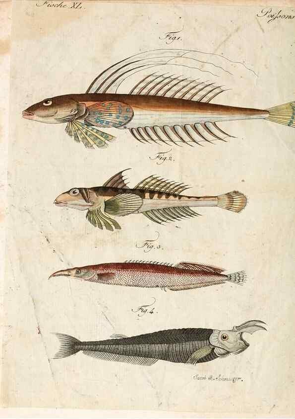 Reproducción/Reproduction 7002725143: Porte-feuille instructif et amusant pour la jeunesse :. Àvienne,Chez Antoine Pichler,1807.