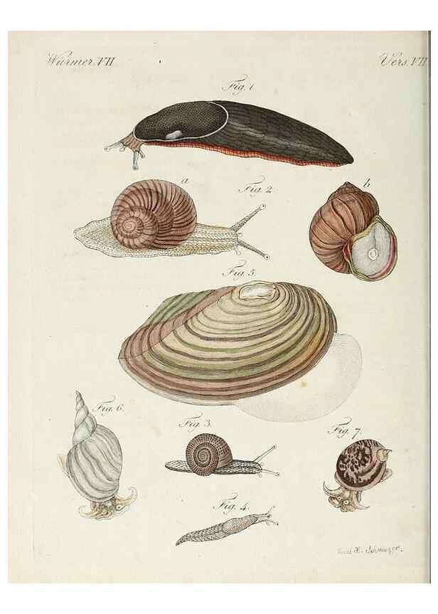 Reproducción/Reproduction 6856611498: Porte-feuille instructif et amusant pour la jeunesse :. Àvienne,Chez Antoine Pichler,1807.