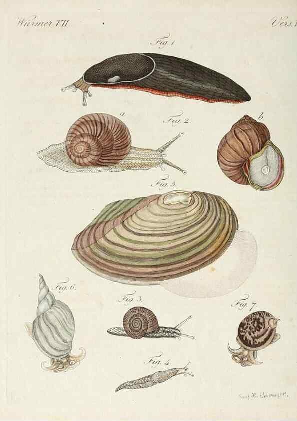 Reproducción/Reproduction 6856611498: Porte-feuille instructif et amusant pour la jeunesse :. Àvienne,Chez Antoine Pichler,1807.