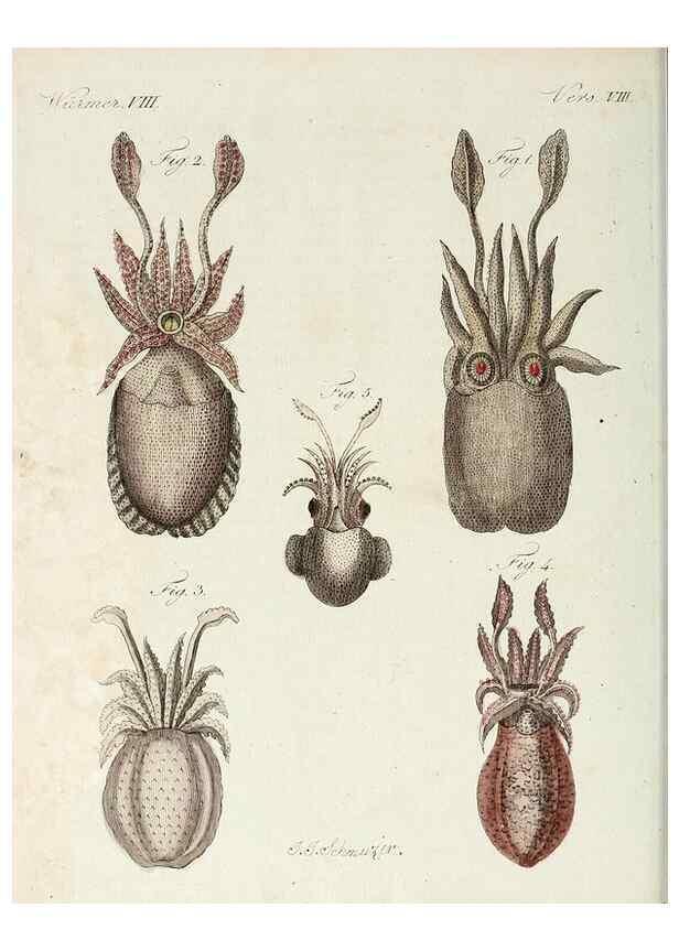 Reproducción/Reproduction 7002726535: Porte-feuille instructif et amusant pour la jeunesse :. Àvienne,Chez Antoine Pichler,1807.