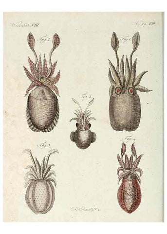 Reproducción/Reproduction 7002726535: Porte-feuille instructif et amusant pour la jeunesse :. Àvienne,Chez Antoine Pichler,1807.