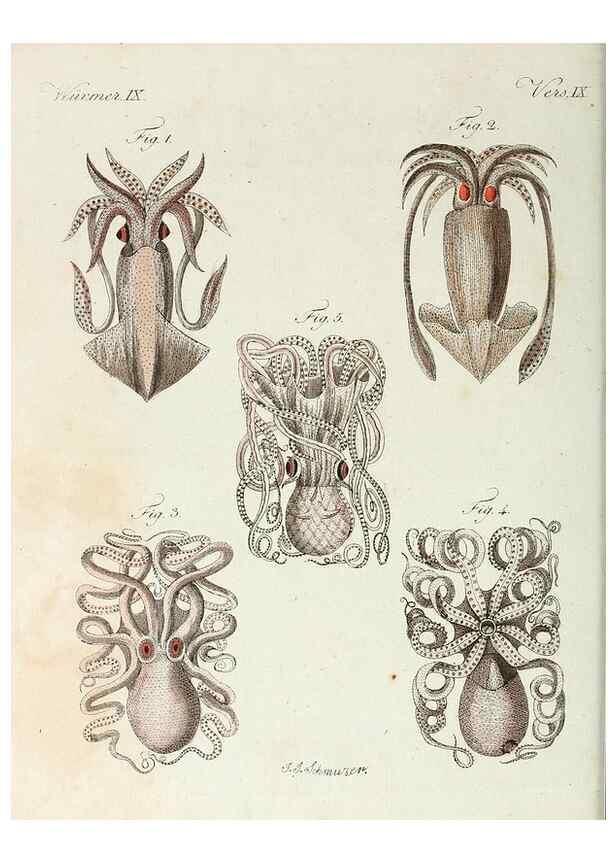 Reproducción/Reproduction 6856612544: Porte-feuille instructif et amusant pour la jeunesse :. Àvienne,Chez Antoine Pichler,1807.
