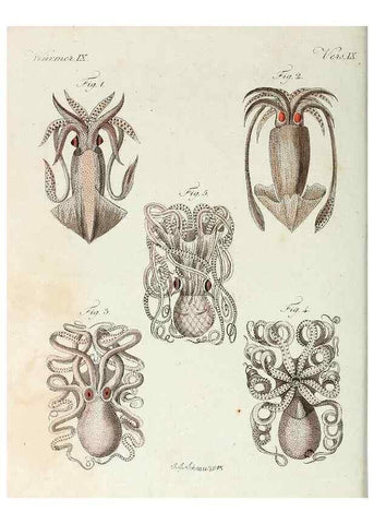 Reproducción/Reproduction 6856612544: Porte-feuille instructif et amusant pour la jeunesse :. Àvienne,Chez Antoine Pichler,1807.