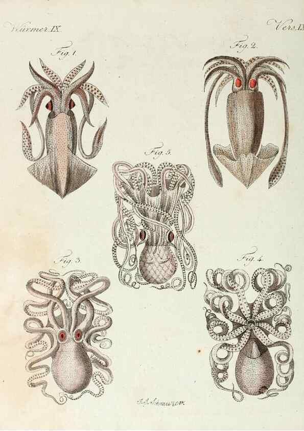 Reproducción/Reproduction 6856612544: Porte-feuille instructif et amusant pour la jeunesse :. Àvienne,Chez Antoine Pichler,1807.