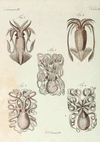 Reproducción/Reproduction 6856612544: Porte-feuille instructif et amusant pour la jeunesse :. Àvienne,Chez Antoine Pichler,1807.