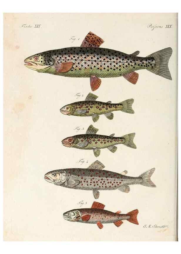 Reproducción/Reproduction 7002720189: Porte-feuille instructif et amusant pour la jeunesse :. Àvienne,Chez Antoine Pichler,1807.