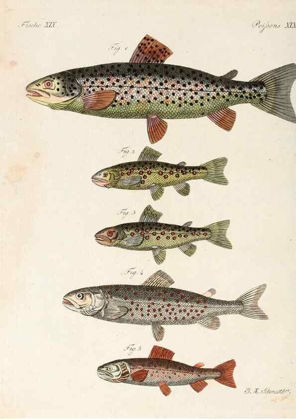 Reproducción/Reproduction 7002720189: Porte-feuille instructif et amusant pour la jeunesse :. Àvienne,Chez Antoine Pichler,1807.