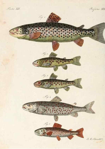 Reproducción/Reproduction 7002720189: Porte-feuille instructif et amusant pour la jeunesse :. Àvienne,Chez Antoine Pichler,1807.