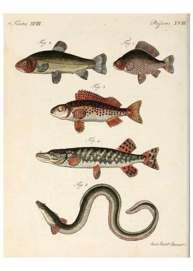 Reproducción/Reproduction 7002719691: Porte-feuille instructif et amusant pour la jeunesse :. Àvienne,Chez Antoine Pichler,1807.