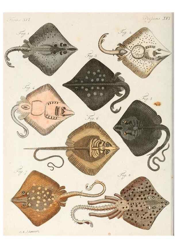 Reproducción/Reproduction 7002719291: Porte-feuille instructif et amusant pour la jeunesse :. Àvienne,Chez Antoine Pichler,1807.
