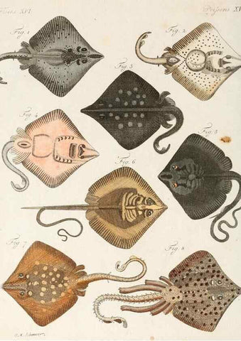 Reproducción/Reproduction 7002719291: Porte-feuille instructif et amusant pour la jeunesse :. Àvienne,Chez Antoine Pichler,1807.
