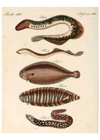 Reproducción/Reproduction 6856603922: Porte-feuille instructif et amusant pour la jeunesse :. Àvienne,Chez Antoine Pichler,1807.