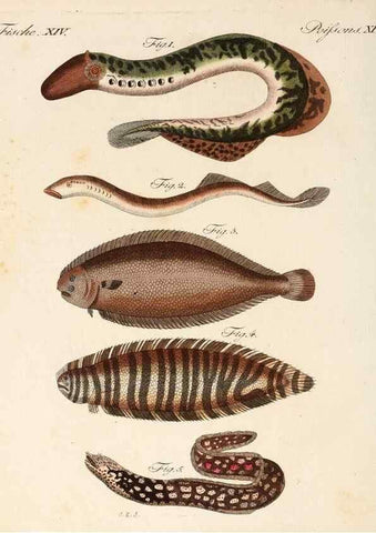 Reproducción/Reproduction 6856603922: Porte-feuille instructif et amusant pour la jeunesse :. Àvienne,Chez Antoine Pichler,1807.