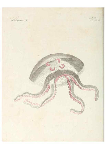 Reproducción/Reproduction 6856613032: Porte-feuille instructif et amusant pour la jeunesse :. Àvienne,Chez Antoine Pichler,1807.