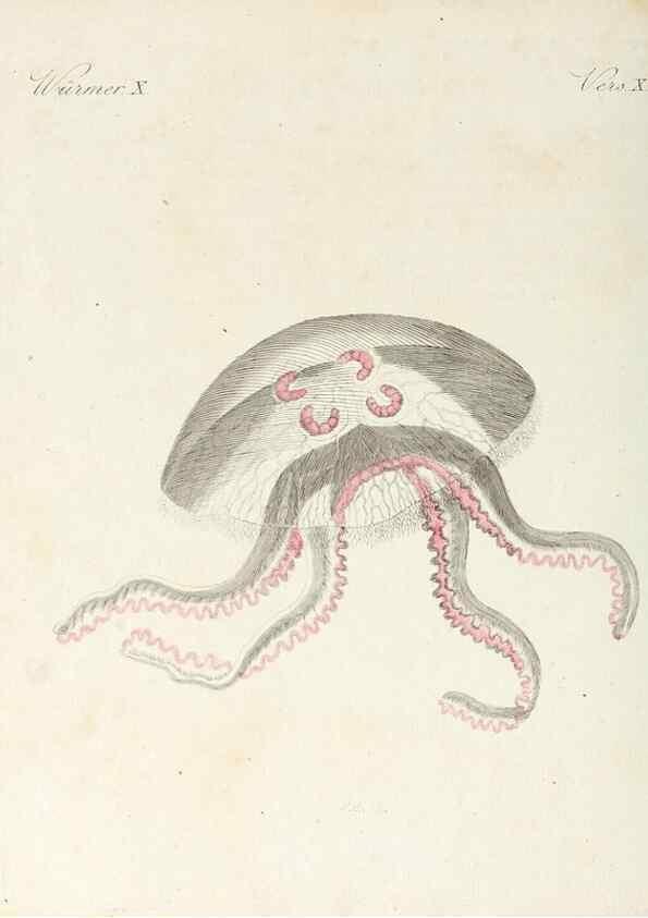 Reproducción/Reproduction 6856613032: Porte-feuille instructif et amusant pour la jeunesse :. Àvienne,Chez Antoine Pichler,1807.