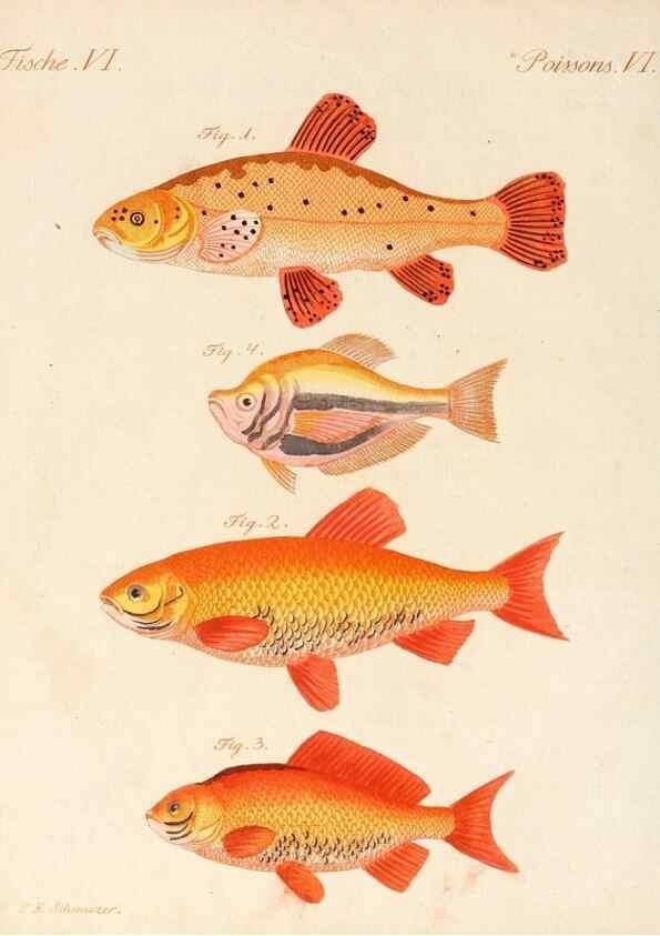 Reproducción/Reproduction 6856602070: Porte-feuille instructif et amusant pour la jeunesse :. Àvienne,Chez Antoine Pichler,1807.