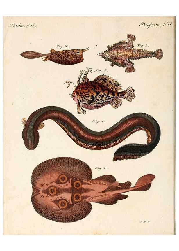 Reproducción/Reproduction 7002717447: Porte-feuille instructif et amusant pour la jeunesse :. Àvienne,Chez Antoine Pichler,1807.