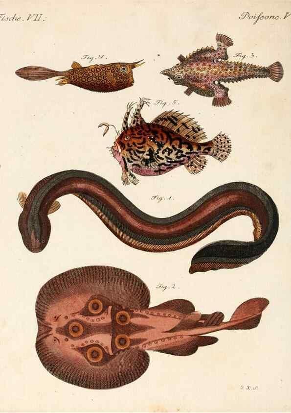 Reproducción/Reproduction 7002717447: Porte-feuille instructif et amusant pour la jeunesse :. Àvienne,Chez Antoine Pichler,1807.