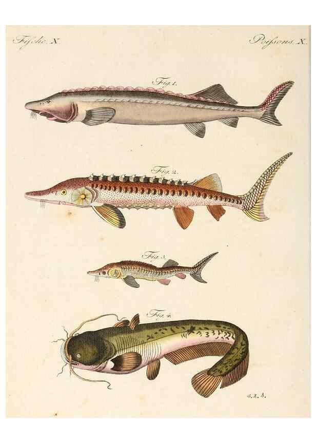 Reproducción/Reproduction 7002717941: Porte-feuille instructif et amusant pour la jeunesse :. Àvienne,Chez Antoine Pichler,1807.