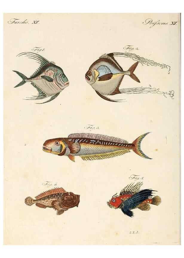 Reproducción/Reproduction 7002718317: Porte-feuille instructif et amusant pour la jeunesse :. Àvienne,Chez Antoine Pichler,1807.