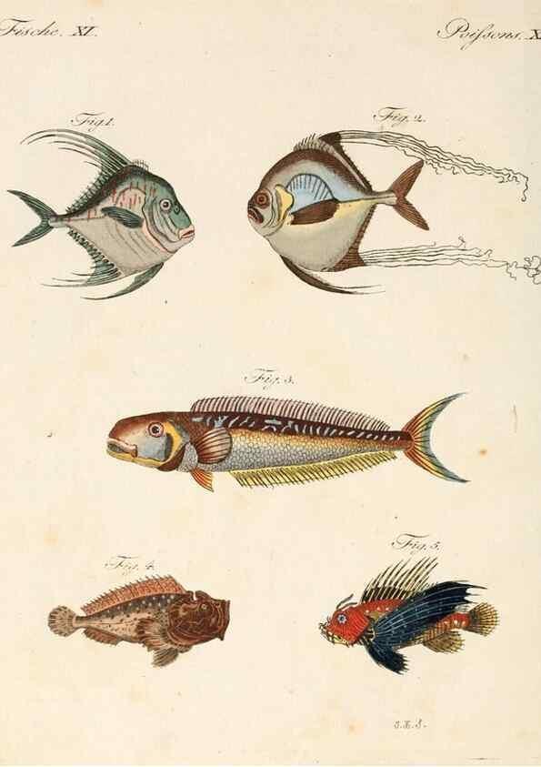 Reproducción/Reproduction 7002718317: Porte-feuille instructif et amusant pour la jeunesse :. Àvienne,Chez Antoine Pichler,1807.
