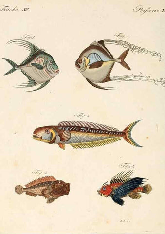 Reproducción/Reproduction 7002718317: Porte-feuille instructif et amusant pour la jeunesse :. Àvienne,Chez Antoine Pichler,1807.