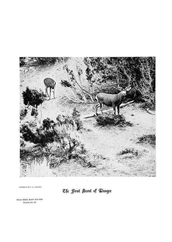 Reproducción/Reproduction 6880482184: Hoofs, claws and antlers of the Rocky Mountains, by the camera.. Denver, Co.F.S. Thayer,1894.