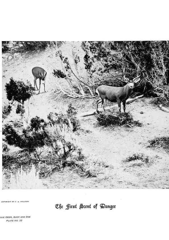 Reproducción/Reproduction 6880482184: Hoofs, claws and antlers of the Rocky Mountains, by the camera.. Denver, Co.F.S. Thayer,1894.