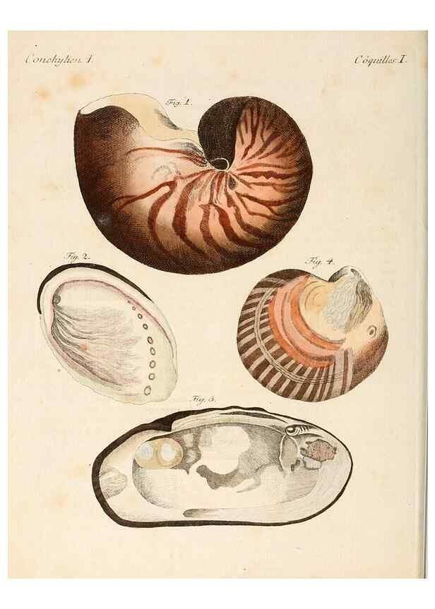 Reproducción/Reproduction 6856613442: Porte-feuille instructif et amusant pour la jeunesse :. Àvienne,Chez Antoine Pichler,1807.